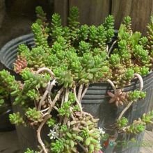 A photo of Sedum album