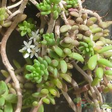 A photo of Sedum album