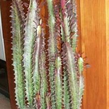 A photo of Euphorbia trigona var. rubra