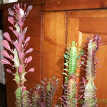 A photo of Euphorbia trigona var. rubra