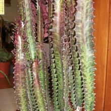 A photo of Euphorbia trigona var. rubra