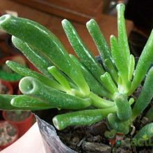 Una foto de Crassula ovata cv. hobbit