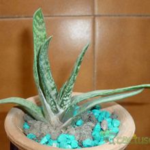 A photo of Gasteria carinata var. carinata