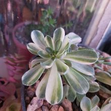 A photo of Aeonium castello-paivae fma. variegada