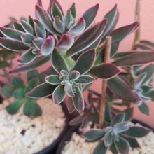 Foto de un cactus que se está identificando actualmente
