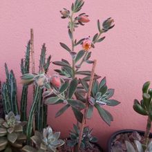 Foto de un cactus que se está identificando actualmente