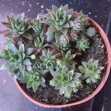 Una foto de Sempervivum dolomiticum