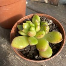 Foto de un cactus que se está identificando actualmente