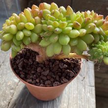 Foto de un cactus que se está identificando actualmente