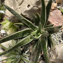 Photo of a cactus currently being identified