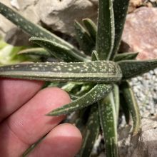 Photo of a cactus currently being identified