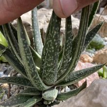 Photo of a cactus currently being identified