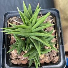 Photo of a cactus currently being identified