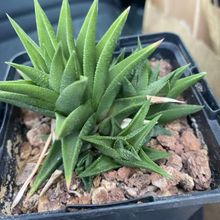 Photo of a cactus currently being identified