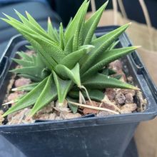 Photo of a cactus currently being identified