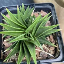 Photo of a cactus currently being identified