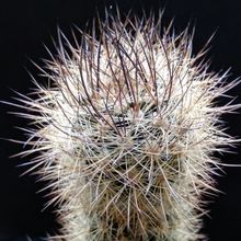 Una foto de Eriosyce villosa