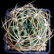A photo of Gymnocalycium monvillei