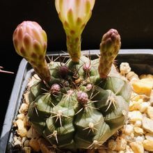 A photo of Gymnocalycium anisitsii ssp. damsii