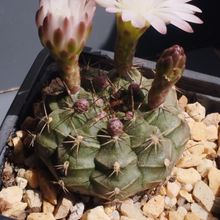 A photo of Gymnocalycium anisitsii ssp. damsii