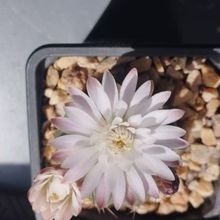 A photo of Gymnocalycium anisitsii ssp. damsii