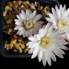 A photo of Gymnocalycium anisitsii ssp. damsii