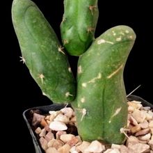 A photo of Echinopsis lageniformis fma. mostruosa