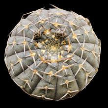 A photo of Gymnocalycium bodenbenderianum