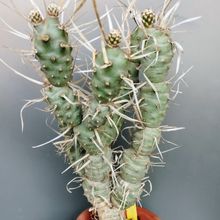 Una foto de Tephrocactus articulatus fma. papyracanthus