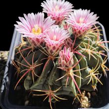 Foto de un cactus que se está identificando actualmente