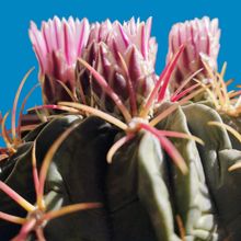 Foto de un cactus que se está identificando actualmente