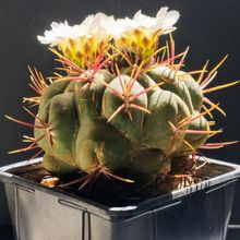 A photo of Thelocactus hexaedrophorus