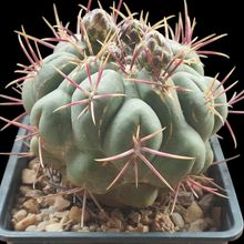 A photo of Thelocactus hexaedrophorus
