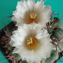 A photo of Thelocactus hexaedrophorus