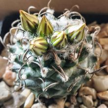 Photo of a cactus currently being identified