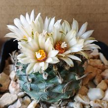 Photo of a cactus currently being identified