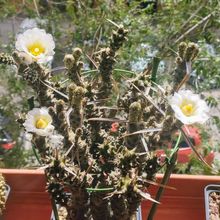 Una foto de Tephrocactus articulatus fma. papyracanthus