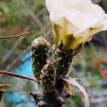 Una foto de Tephrocactus articulatus fma. papyracanthus