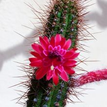 Photo of a cactus currently being identified