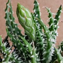 Aloe humilis  