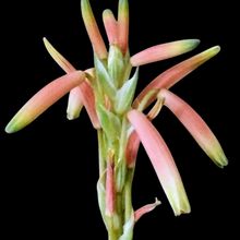 A photo of Aloe humilis  