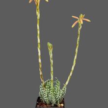 A photo of Aloe humilis  