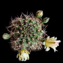 Una foto de Gymnocalycium schickendantzii