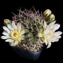 Una foto de Gymnocalycium schickendantzii