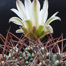 Una foto de Gymnocalycium schickendantzii