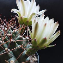 Una foto de Gymnocalycium schickendantzii