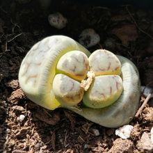 Photo of a cactus currently being identified