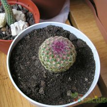 Una foto de Echinocereus rigidissimus