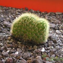 Una foto de Cleistocactus winteri f. crestada