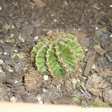 Una foto de Echinopsis rhodotricha